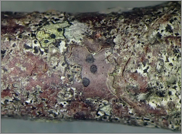 Tomasellia gelatinosa