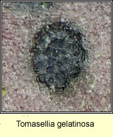 Tomasellia gelatinosa