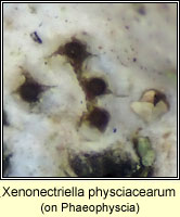 Xenonectriella physciacearum, on Phaeophyscia