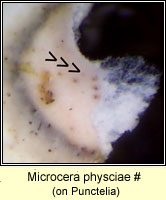 Microcera physciae, on Punctelia