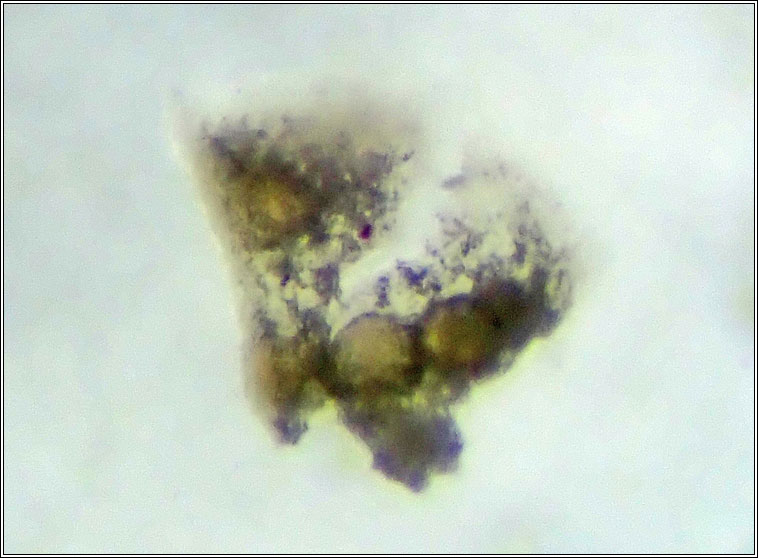 Microcera physciae