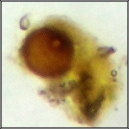 Pronectria oligospora