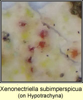 Xenonectriella subimperspicua, on Hypotrachya