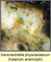 Xenonectriella physciacearum, anamorph on Phaeophyscia