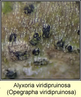 Alyxoria viridipruinosa (Opegrapha viridipruinosa)