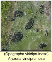 Alyxoria viridipruinosa (Opegrapha viridipruinosa)