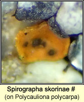 Spirographa skorinae on Polycauliona polycarpa