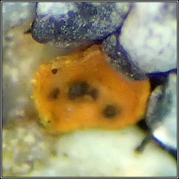 Spirographa skorinae