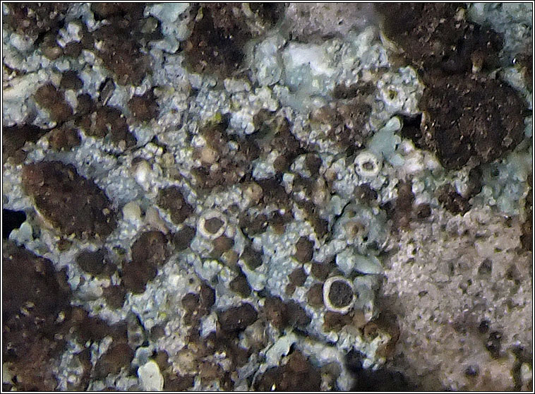 Zyzygomyces aipoliae