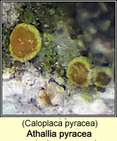 Athallia pyracea (Caloplaca pyracea)