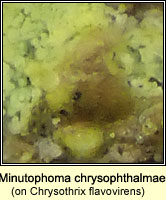Minutophoma chrysophthalmae on Chrysothrix flavovirens