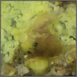 Minutophoma chrysophthalmae