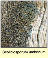 Scoliciosporum umbrinum