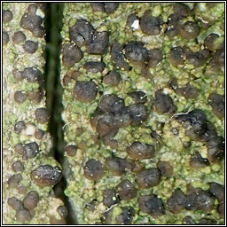 Scoliciosporum umbrinum
