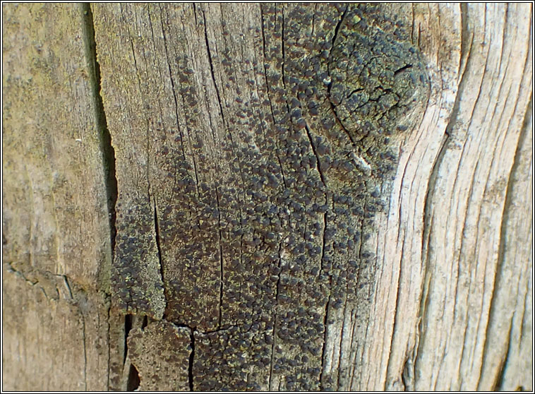 Scoliciosporum umbrinum