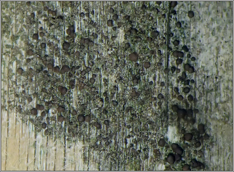 Scoliciosporum umbrinum
