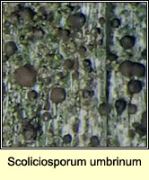 Scoliciosporum umbrinum