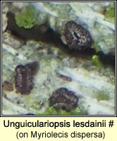 Unguiculariopsis lesdainii on Myriolecis dispersa