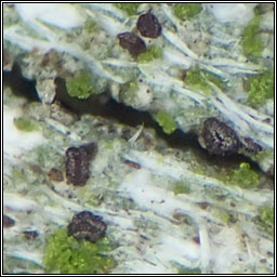 Unguiculariopsis lesdainii