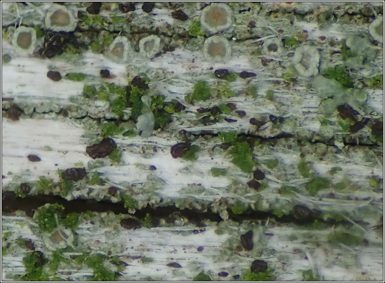 Unguiculariopsis lesdainii