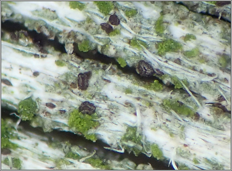 Unguiculariopsis lesdainii