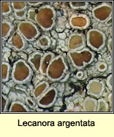 Lecanora argentata