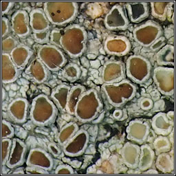 Lecanora argentata