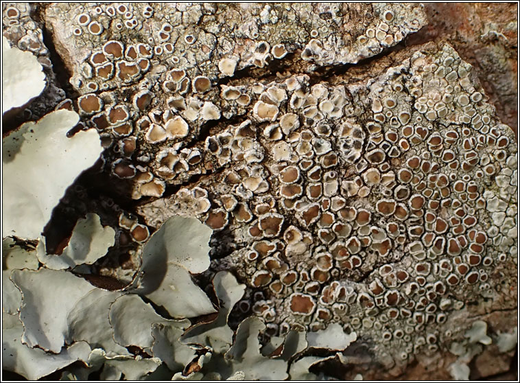 Lecanora argentata
