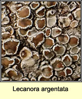 Lecanora argentata