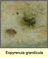 Eopyrenula grandicula