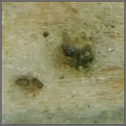 Eopyrenula grandicula