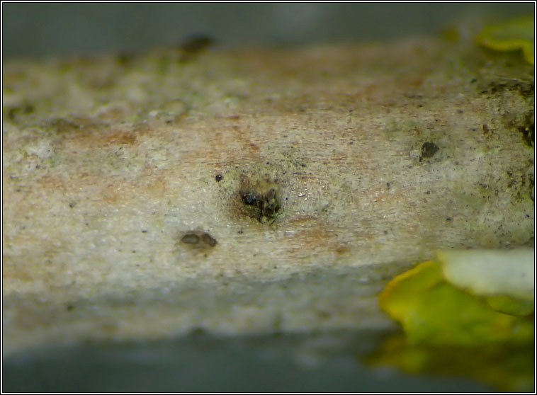 Eopyrenula grandicula