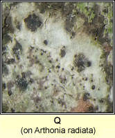 Q on Arthonia radiata