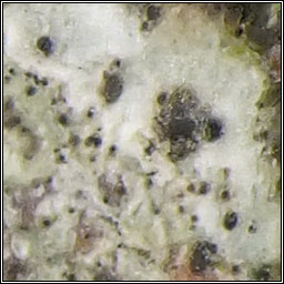 lichenicolous on Arthonia radiata