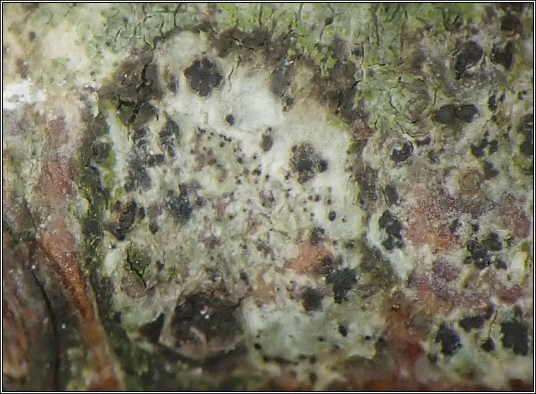 lichenicolous on Arthonia radiata