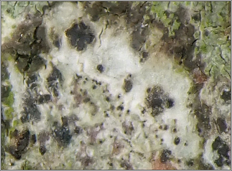 lichenicolous on Arthonia radiata