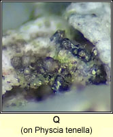 Q on Physcia tenella