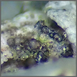 lichenicolous on Physcia tenella