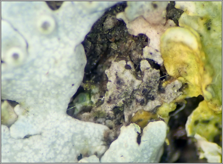 Didymocyrtis epiphyscia sens str