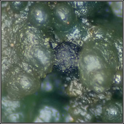 Didymellopsis collematum