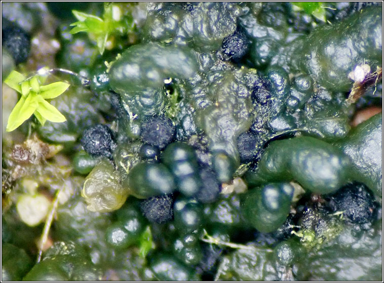 Didymellopsis collematum