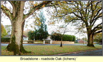 lichens on roadside oaks