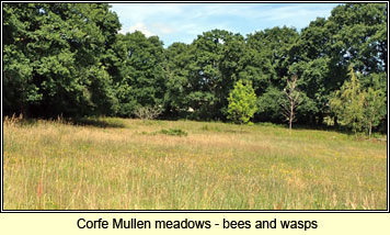 Corfe Mullen meadows