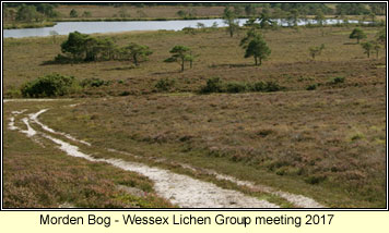 Morden Bog, Dorset