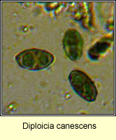 Diploicia canescens