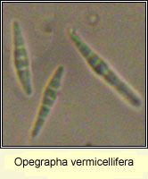 Opegrapha vermicellifera