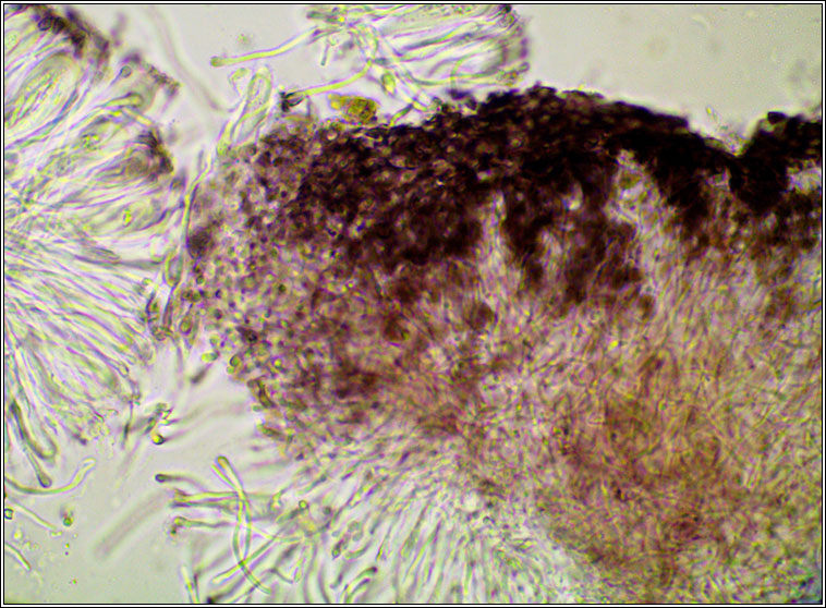 Bacidia laurocerasi