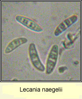 Lecania naegelii