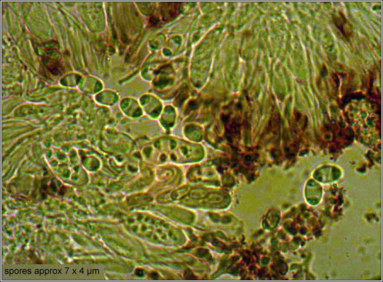 Caloplaca asserigena