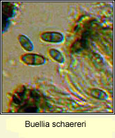 Buellia schaereri